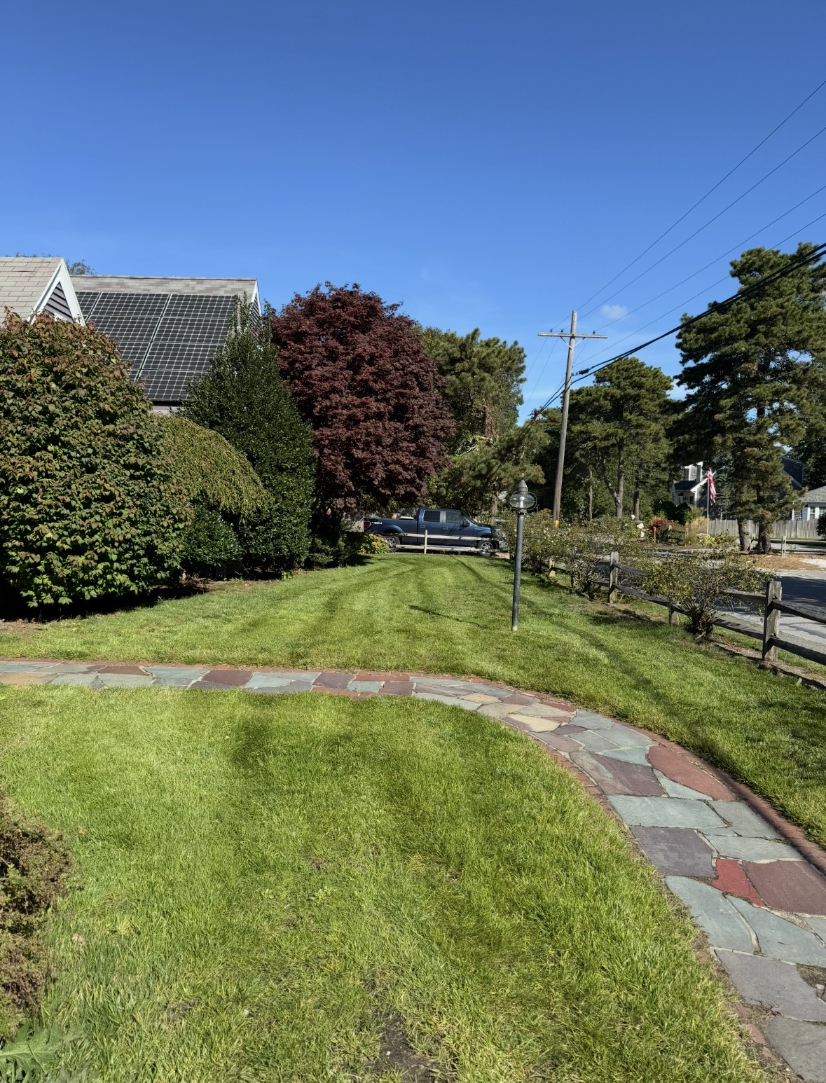 Healthy green lawn after overseeding